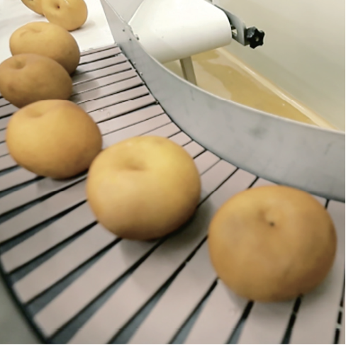 컨베이어 벨트 위 배 원물