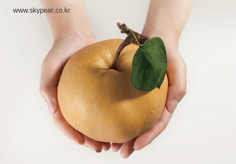 하늘아삭 국문 카탈로그