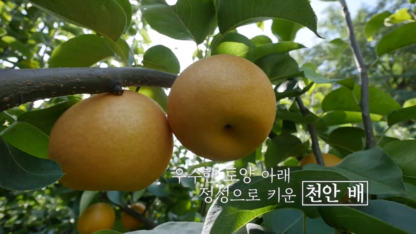 하늘아삭 홍보영상